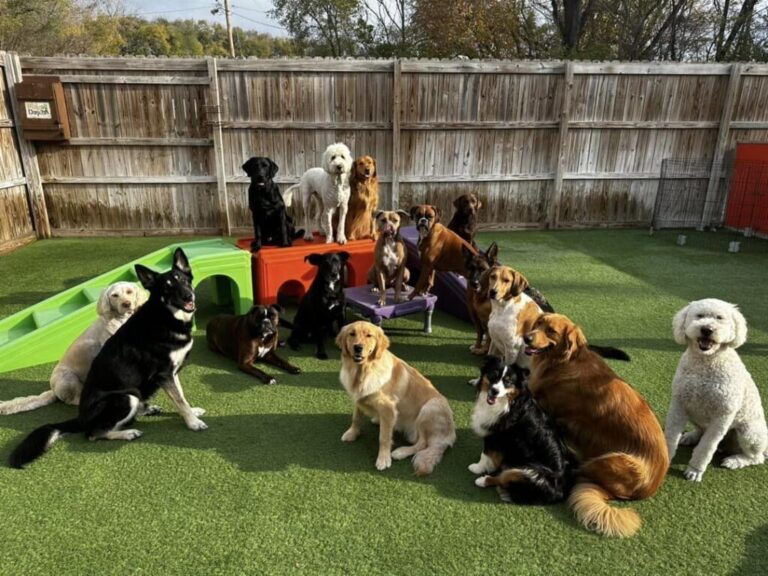 Petsuites Dog Boarding: Complete Guide to Premium Pet Care and Real Use Cases