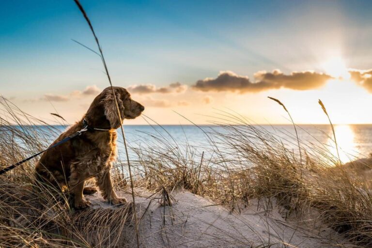 Discover the Best Dog Beach Resorts: Top Destinations for Pet-Friendly Coastal Retreats