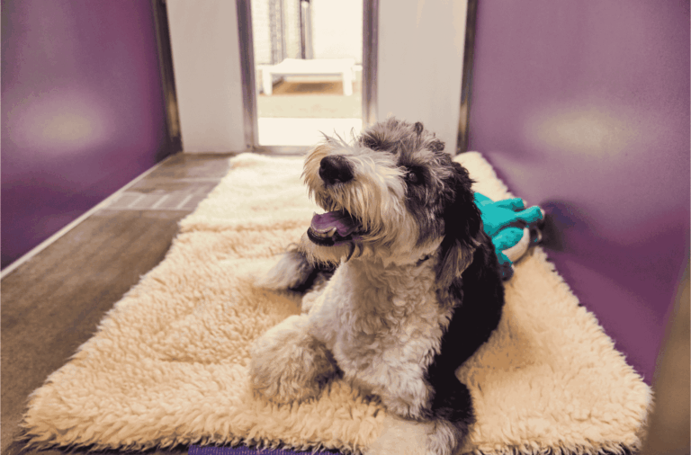 Luxury Dog Boarding Suites: Everything You Need to Know for Premium Pet Stays