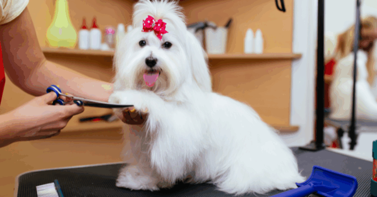 Inside Best Friends Pet Hotel Ashland: Services, Benefits, and Real Use Cases for Pet Owners