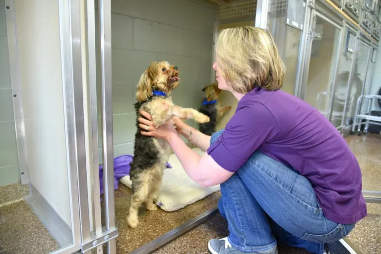 What is a PetSuites Luxury Suite? In-Depth Look at Premium Pet Boarding Experience