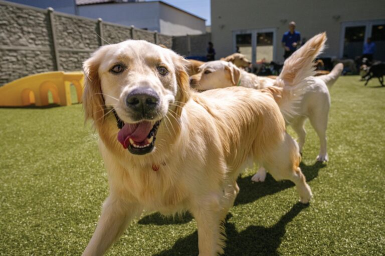 PetSuites Boarding Rates Explained: A Complete Guide for Pet Owners