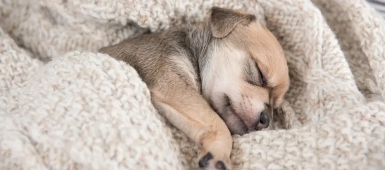 Puppy Suites: A Complete Guide to Luxury Boarding and Daycare for Young Dogs